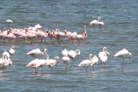 Shore Excursion from the Port of Walvis Bay and many highlights. 