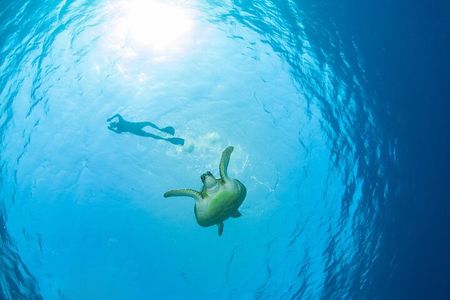 Snorkel Adventure to Ko Tao and Ko Nang Yuan from Ko Samui