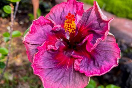 Private Big Island: History & Local Shopping Tour