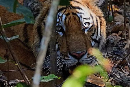 Bardia Tiger Tracking & Wildlife Safari – 4 Nights 5 Days