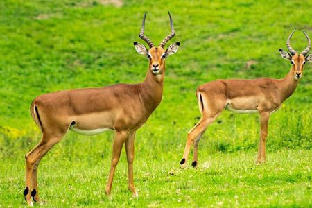 Dar es Salaam Day Trip to Mikumi National Park by Train