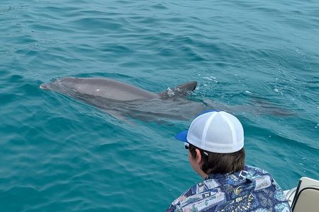 3-Hour Private Dolphin Sightseeing Adventure