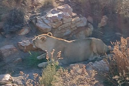 Aquila big five safari with transport, lunch Exclusive park fee.