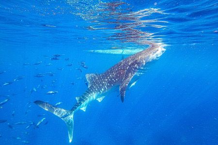 Oslob Whale Shark & Tumalog Waterfalls & Sumilon Sandbar