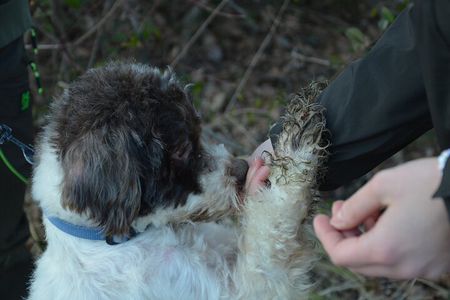 Search truffle lunch with tasting in Castellina in Chianti
