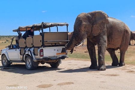 Full Day Addo Elephant National Park Safari wit BBQ:Thentic Tours
