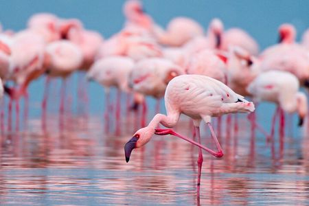 Birdwatching at Saline Maria Stella in Trapani