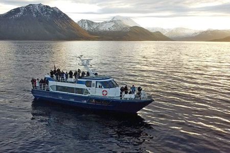 Polar Whale Safari From Tromsø
