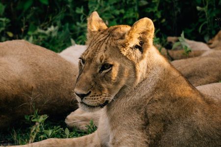 One Day Epic Trip to Nyerere National Park (selous)