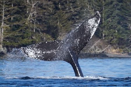 A Comfortable Sitka Whale Watching Wildlife Shore Excursion 