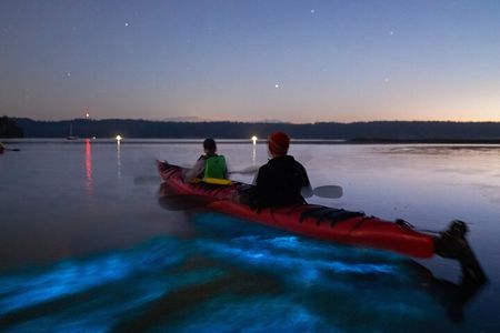 Bioluminescence Kayak Tour at Fort Flagler State Park 