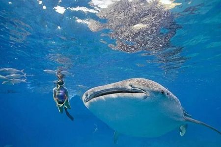 Oslob Whale Shark Snorkeling & Tumalog Falls with Osmeña Peak 