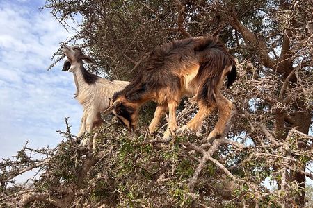 Goat on trees & Crocodile Park Including Tickets and Hotel Pickup