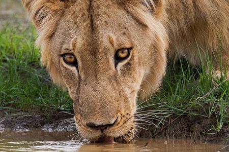 Aquila Game Reserve Safari with wine tasting, Transport & Lunch