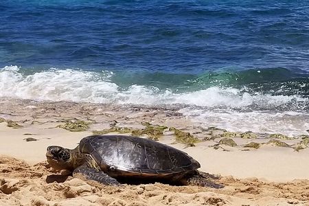 V.I.P Dole, Rum Distillery, N.Shore, Haleiwa Circle island tour