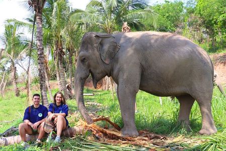 Living Green Elephant Sanctuary Tour from Bangkok and Pattaya