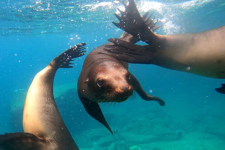 Balandra by Sea Wildlife and Snorkeling from Pichilingue