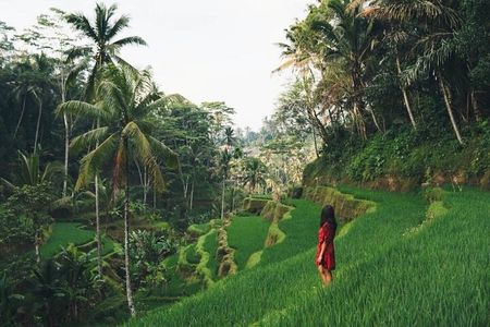 Best of Ubud : All-Inclusive and Private Guided Tour