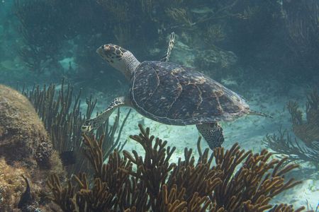 Mesoamerican Reef Snorkeling Adventure
