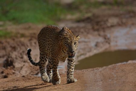 Yala Best Extended Half Day Safari By Ceylon Leopard Safari