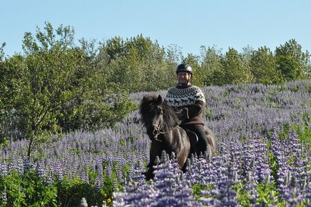 Horseback Riding Tour in Mosfellsbær