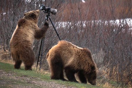 Yellowstone National Park Private Wildlife Tour