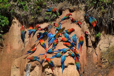 Collpa Chuncho 3 Days: The Greatest Macaw Spectacle in Tambopata