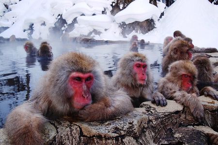 Snow Monkey Park, Soba Lunch and Shibu Onsen Tour - Private Tour