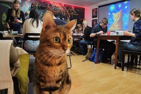 Acrylic Painting Workshop with Cats in Budapest
