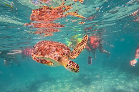 Tulum Ruins, Sea Turtles & Cenote Snorkeling Adventure Tour