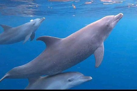 Mnemba, Jozani Forest, Kuza Cave and The Rock Restaurant Tour.