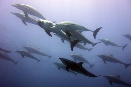 Mnemba Snorkeling and Swimming with Dolphins Trip