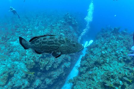 Belize Barrier Reef Two Tank Dive Experience 