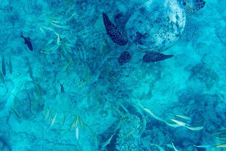 Snorkeling Adventure at Turtle Canyon