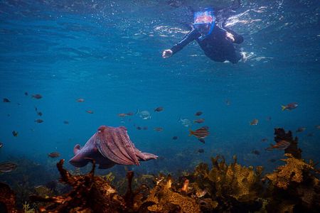 Snorkeling To Discover Sydney's Underwater Wonders