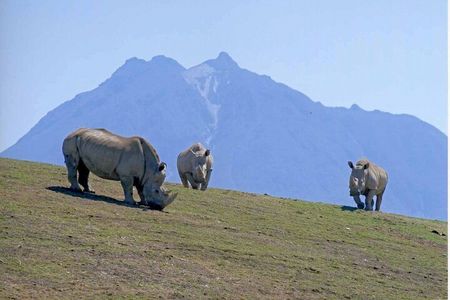 Beppu Kyushu Wildlife Safari Tour