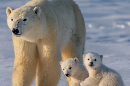 Arctic Wildlife Adventure Ranua Wildlife Park Trip