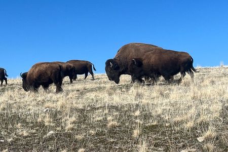 Private Antelope Island & Great Salt Lake Tour