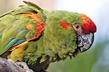 Sucre Hike, Explore and Discover Monte Villca Protected Park