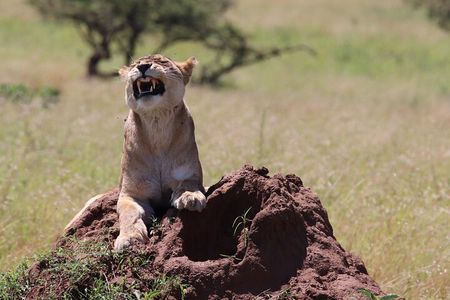 2 Day Tanzania Safari Tarangire and Ngorongoro Crater Adventure