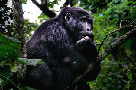 3 Days 2 Nights Gorilla Tracking Bwindi Impenertrable National Park