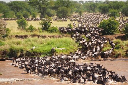 Maasai Mara National Reserve 3 Day Minivan Tour