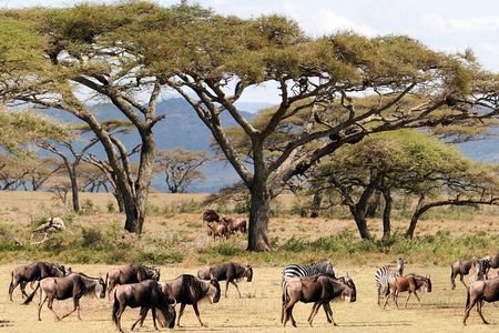 3 Days Masai Mara Wildlife Safari