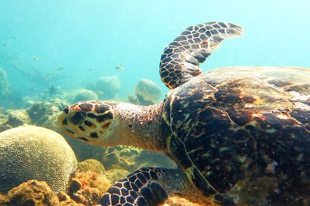 Ultimate Beginner Snorkeling Tour