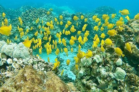Kealakekua Bay Snorkel & Dolphin Watch In Kailua-Kona, Big Island
