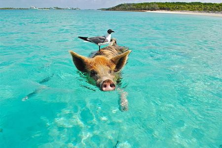Koh Madsum (pig island) Koh Ten, Five island Tour