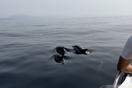 Small Group Dolphin Tour on Hybrid Boat in Sotogrande