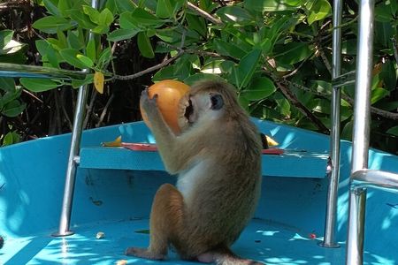 Negombo Lagoon Safari private Tour (Monkey Island, Mangrove)