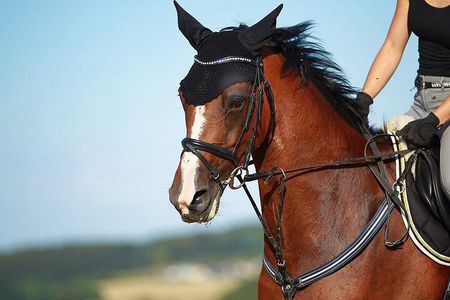 Luxor Horse Adventure Tour in West Bank
