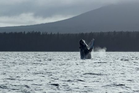 Sitka Sound Marine Wildlife Tour